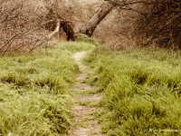 The Path Less Traveled