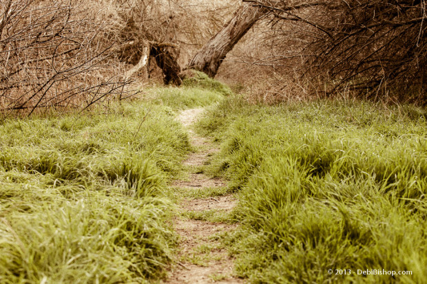 The Path Less Traveled