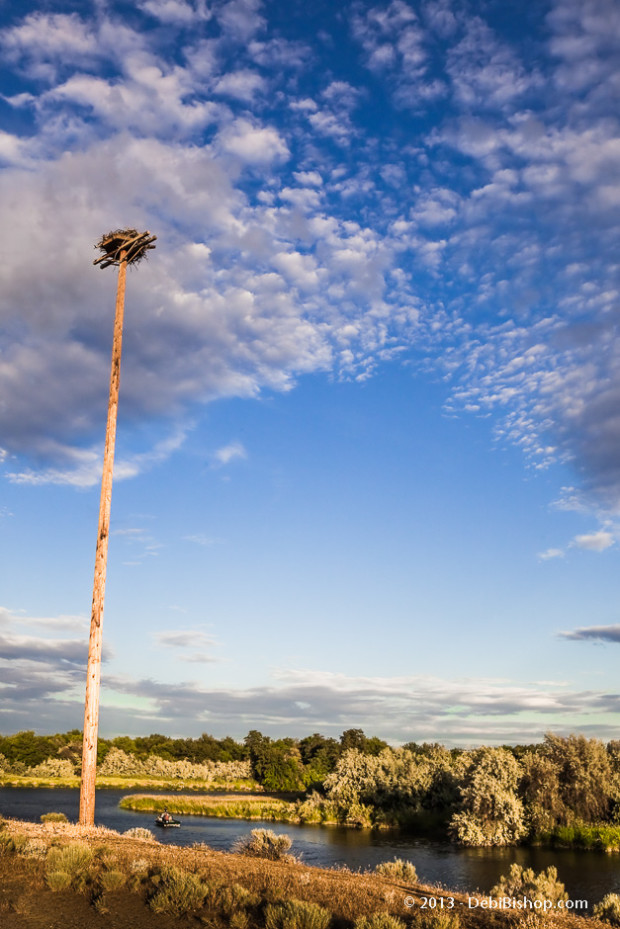 Egret Nest On High