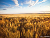 Wheat Field in Horse Heaven Hills Region