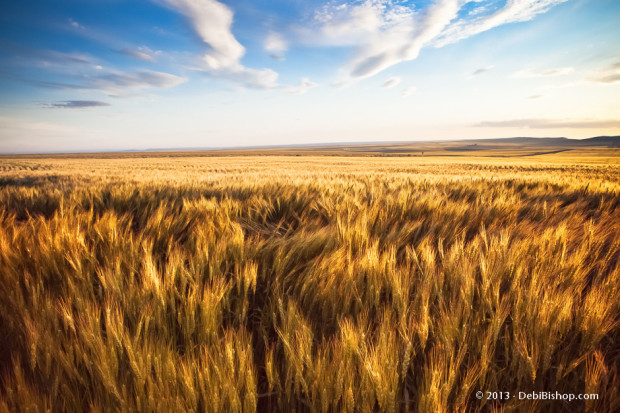 Wheat Field in Horse Heaven Hills Region