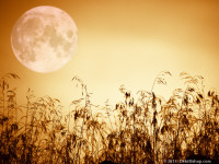 beauty-in-nature-1