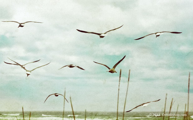 Seagulls