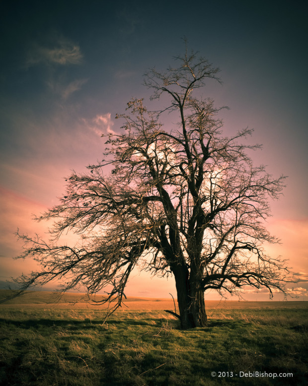 Bare Tree Sunset