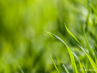 Emerald Green Grass