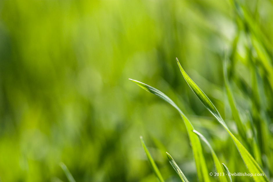 Emerald Green Grass