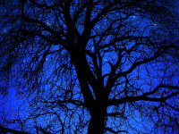 Starry Night Tree Silhouette