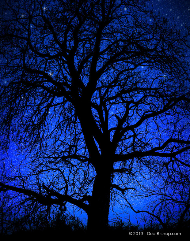 Starry Night Tree Silhouette