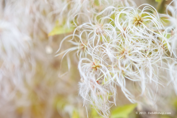 Fluffy Flowers