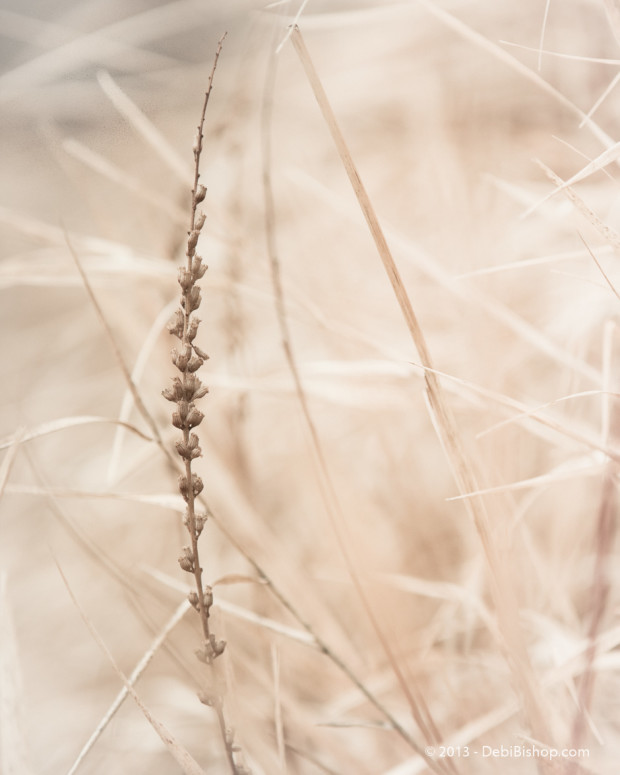 Dried Grass