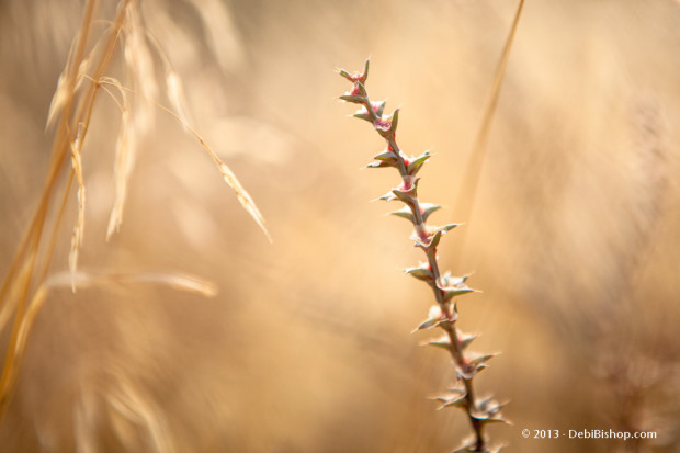 Weeds Are Pretty Too