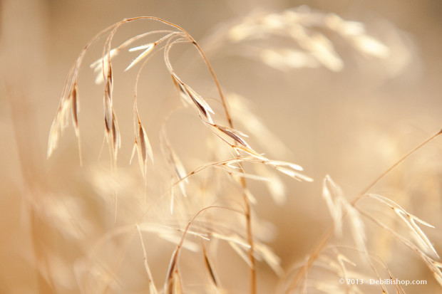 End Of Summer Grass