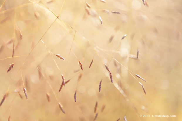 Ornamental Grass Seed