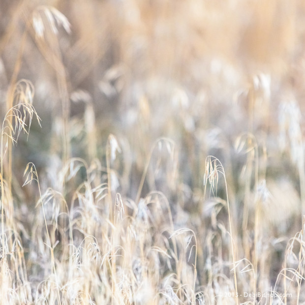 Cheat Grass