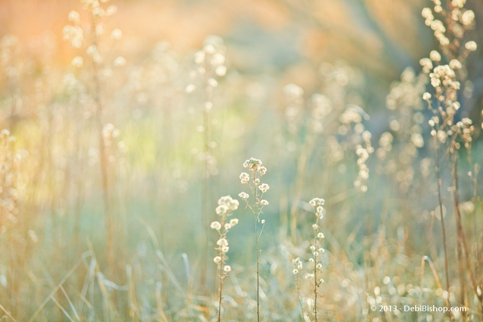 Sunlit Meadow