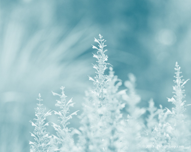 Winter Blues