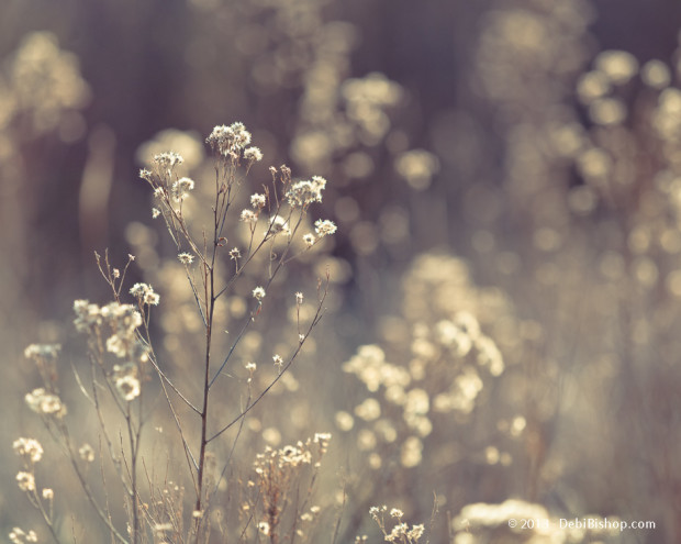 Soft And Pretty