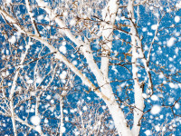 Snowy Birch
