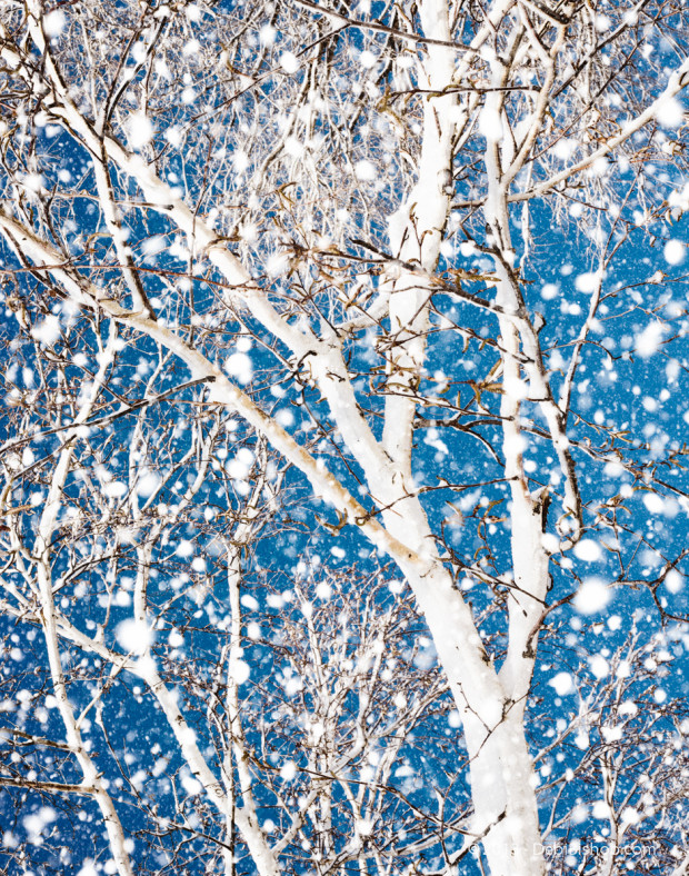 Snowy Birch