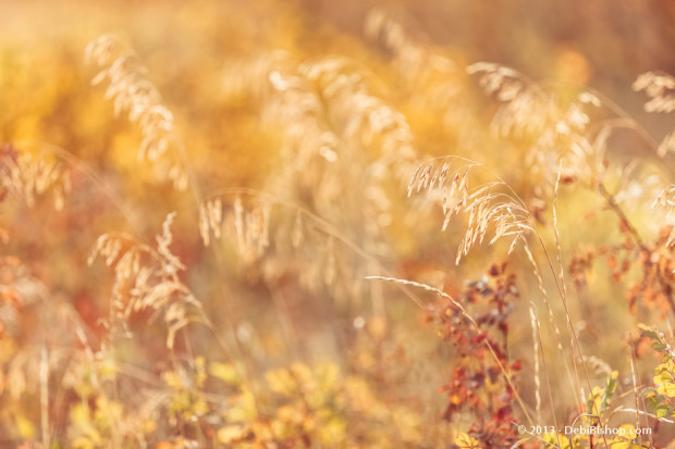 Autumn Grass