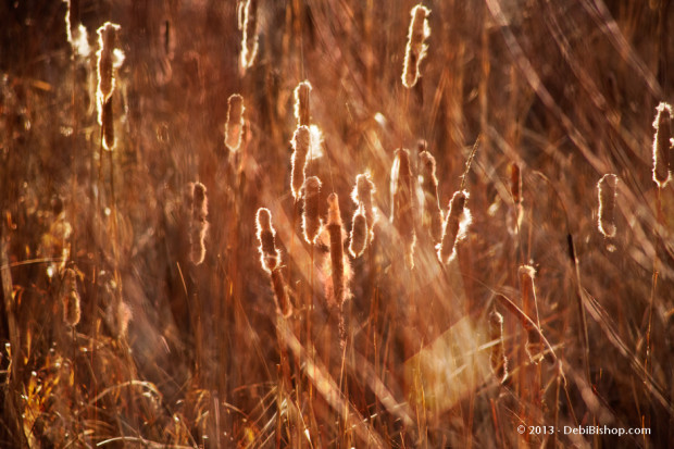 Cattails