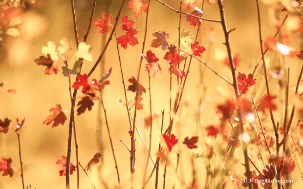 Autumn Color