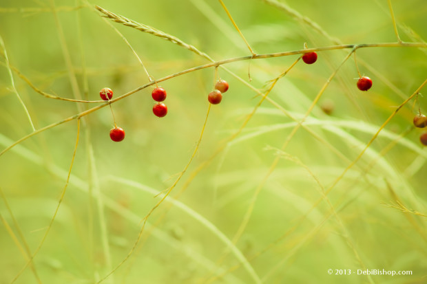 Wild Asparagus