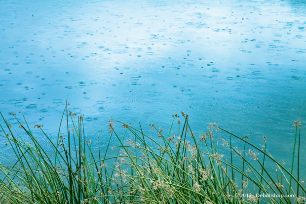 Reeds On The Yakima