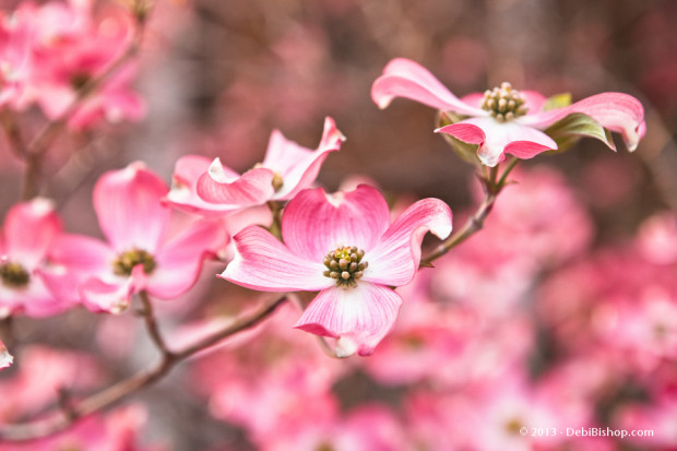 Spring Dogwood