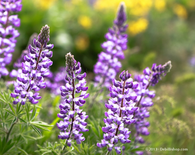 Columbia Gorge Lupine