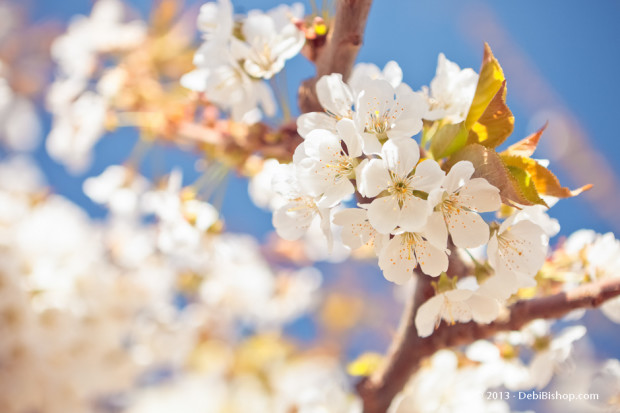Cherry Tree Blossoms