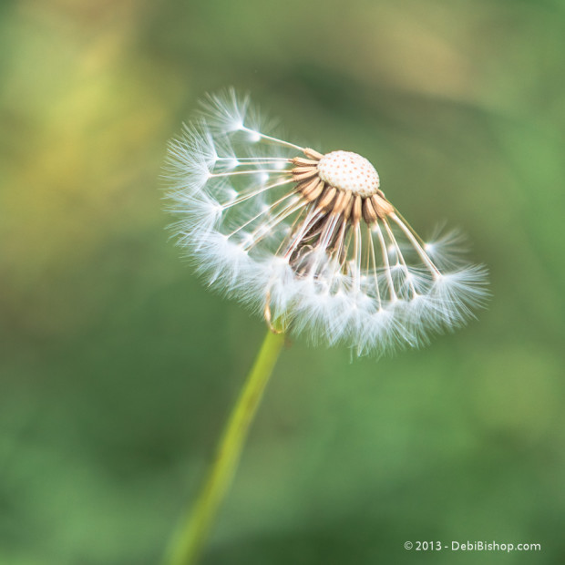 Dandelion