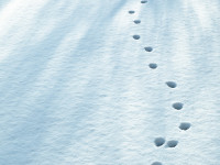 Pawprints In The Snow