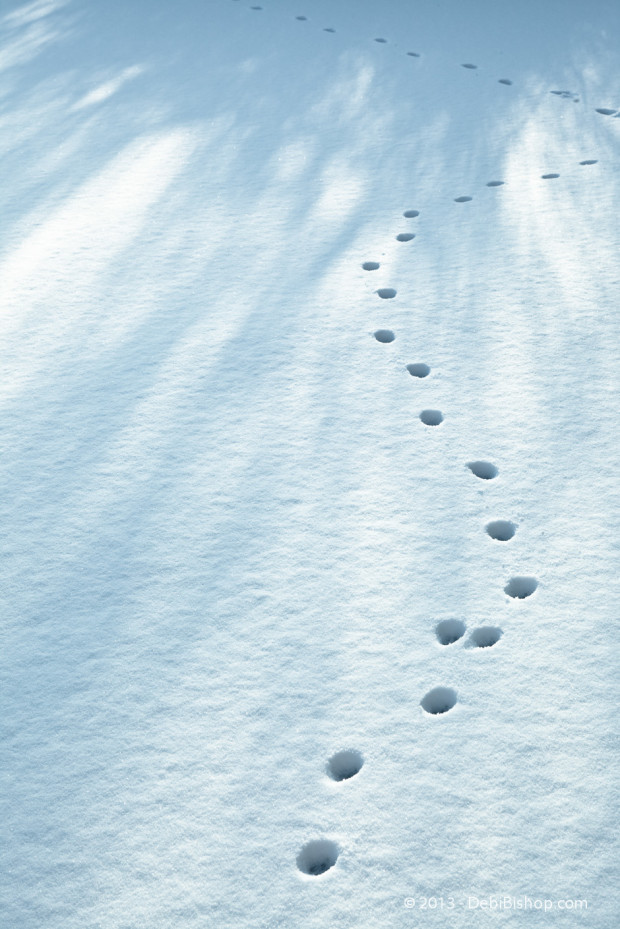 Pawprints In The Snow
