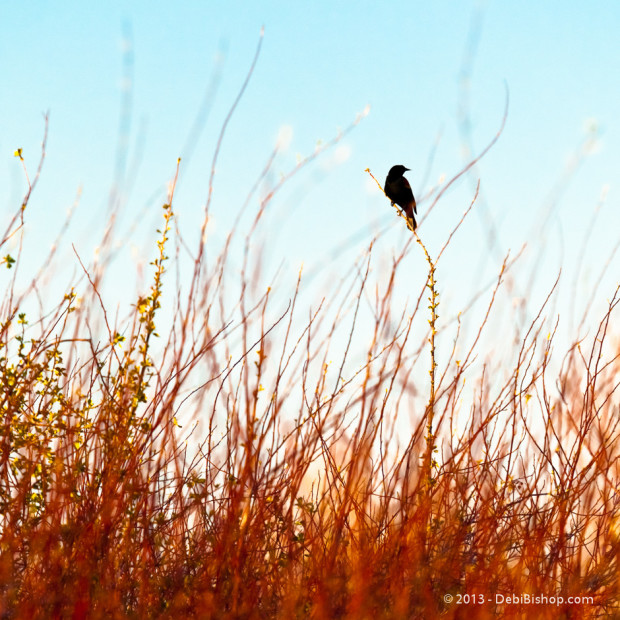 Red-Winged Black Bird