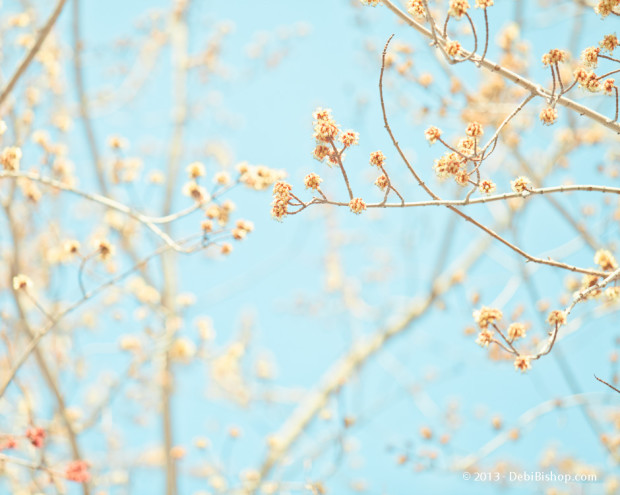 Spring Buds