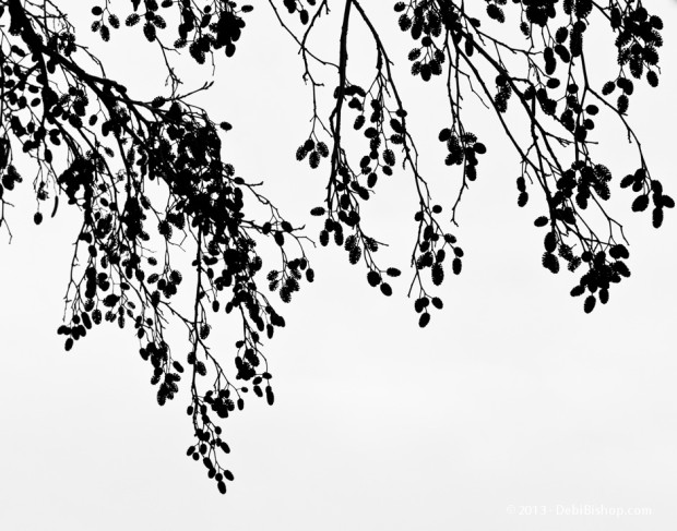 Branching Out