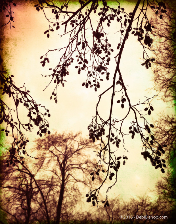 Trees In Silhouette