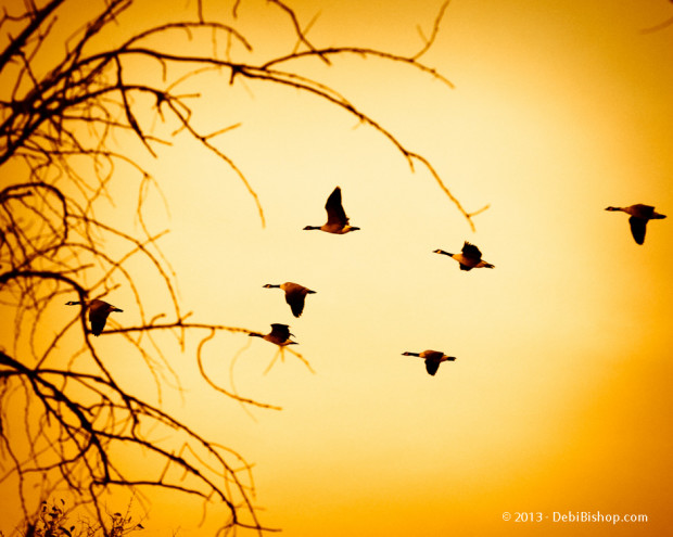 Fly Away