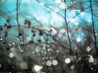 January's Jewels - Sparkling Branches