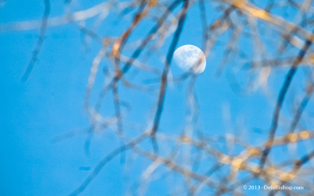 Twilight Moon