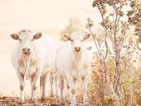 Cattle