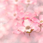 Spring Cherry Blossom