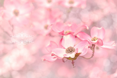 Spring Cherry Blossom