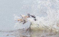 AKC Retriever