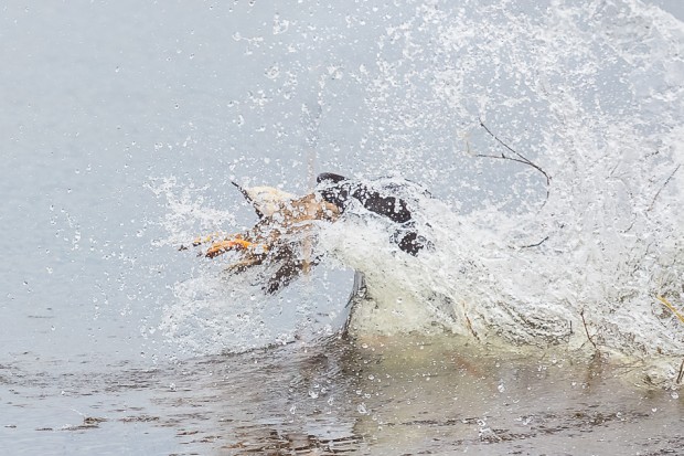 Sand & Sage Hunt Test