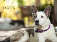 Cattle Dog