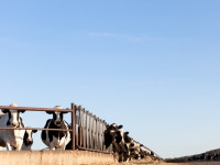 Dairy Farm