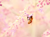 Beautaiful Honeybee & Lavender