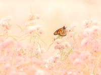 Monarch Butterfly